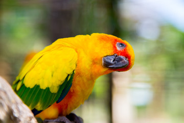 Bird yellow parrot with green wings and red head