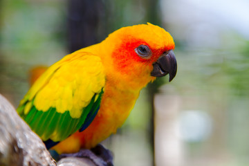 Bird yellow parrot with green wings and red head