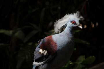 Victoria Crowned Pigeon. Blue bird with red eyes and crest. Goura