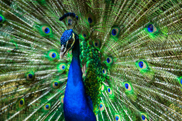 Fototapeta premium Male peacock bird. Open feathers tail. Pavo Cristatus
