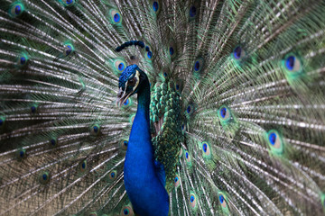 Fototapeta premium Male peacock bird. Open feathers tail. Pavo Cristatus