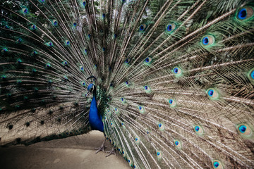 Fototapeta premium Male peacock bird. Open feathers tail. Pavo Cristatus