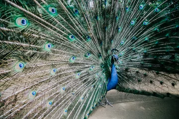 Fotobehang Male peacock bird. Open feathers tail. Pavo Cristatus © Ivan Kurmyshov