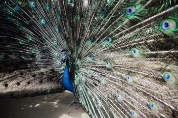 Naklejka premium Male peacock bird. Open feathers tail. Pavo Cristatus