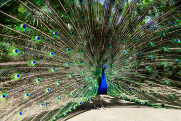 Naklejka na ściany i meble Male peacock bird. Open feathers tail. Pavo Cristatus