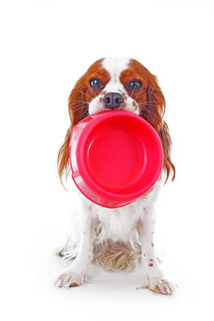 Hungry dog with bowl.Beautiful friendly cavalier king charles spaniel dog. Purebred canine trained dog puppy. Blenheim spaniel dog puppy photo.