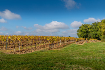 Autumn sunset on vineyards around Saint-Emilion with hills grapes and trees in Medoc region near Bordeaux France