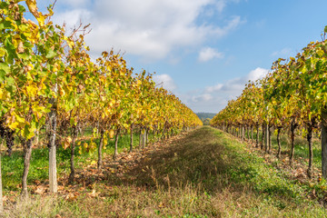 Fototapeta na wymiar Autumn sunset on vineyards around Saint-Emilion with hills grapes and trees in Medoc region near Bordeaux France
