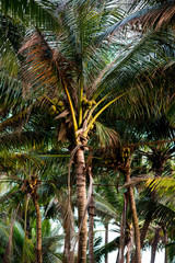 palm trees with coconuts