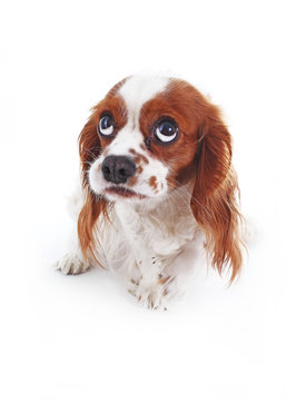 Scared dog. Cavalier king charles spaniel puppy studio photo. Scared or guilty face. King charles spaniel photography. Animal pet trained dog photos. Shy afraid scared dog face. Photo.