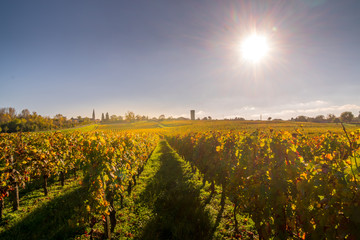 Autumn sunset on vineyards around Saint-Emilion with hills grapes and trees in Medoc region near...
