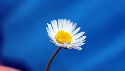 Margherita  © LoveComunication