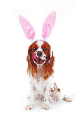 Easter dog concept. Funny easter puppy pet photo. Cavalier king charles spaniel dog photo. Beautiful cute cavalier puppy dog on isolated white studio background. Trained pet photos for every concept