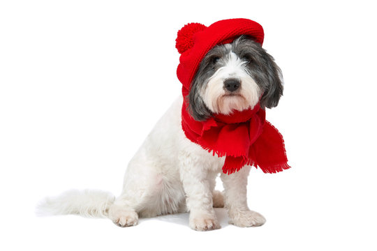 dog in red take on a white background