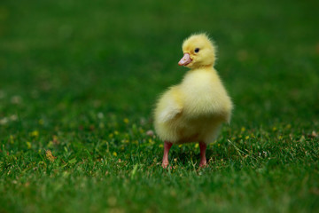 little yellow duckling