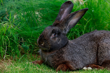 the gray rabbit