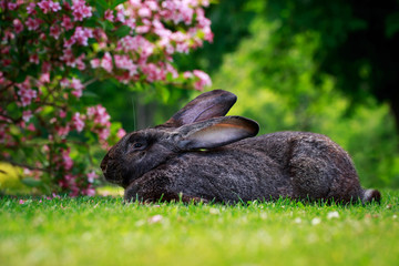 the gray rabbit