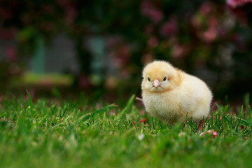 the little chicken
