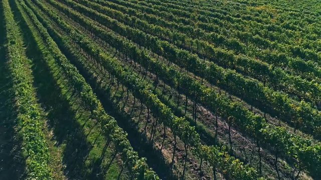 Kutjevo vineyards aerial