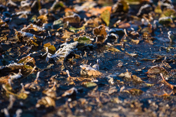 Shallow focus on frozen ground with frost covered leaf and ice.