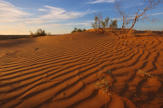 Dunes, saxaul and blue sky Kyzylkum desert.