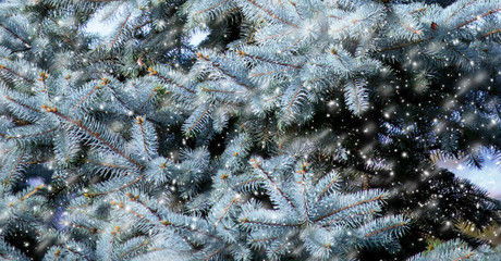 Christmas background with fir tree and snowfall