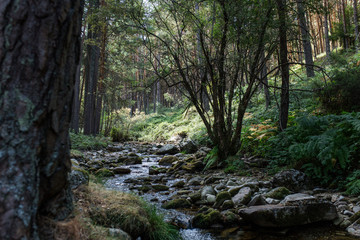 river in forest mountains