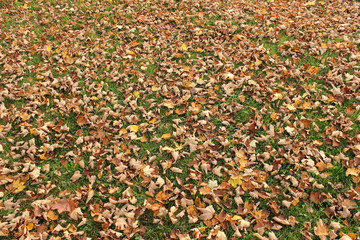 Field of leaves