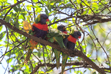 Allfarbloris (Trichoglossus haematodus) in einem Baum auf Raymond Island im Lake King, Victoria, Australien.