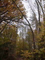 Obraz premium autumn bare branches overcast dull dark forest wood yellow leaves fall