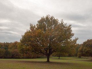 Obraz premium beautiful autumn leaf tree outside landscape plain cloudy sky