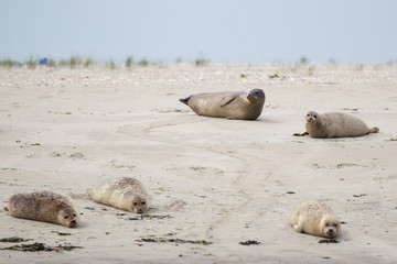 Seehunde (Phoca vitulina) auf einer Sandbank bei der nordfriesischen Nordseeinsel Juist in Deutschland, Europa.