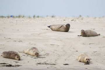 Naklejka premium Seehunde (Phoca vitulina) auf einer Sandbank bei der nordfriesischen Nordseeinsel Juist in Deutschland, Europa.