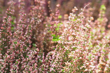 Obraz premium pink flowers
