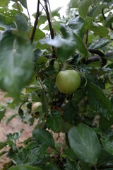 green apple on a tree in the garden