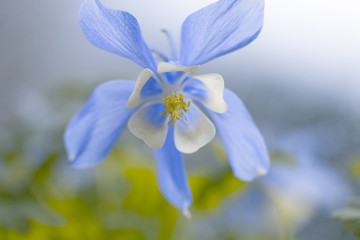 Blau / weiße Akelei (Aquilegia)    