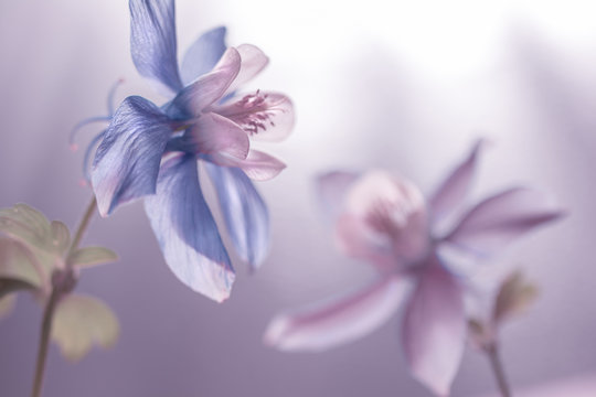 Blau / wei&szlig;e Akelei (Aquilegia)    