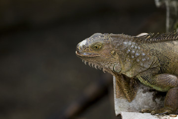 Image of an iguana head on nature background. Reptile. Animals.