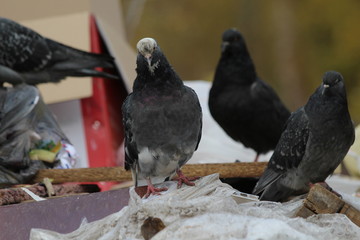 Obraz premium dove in garbage