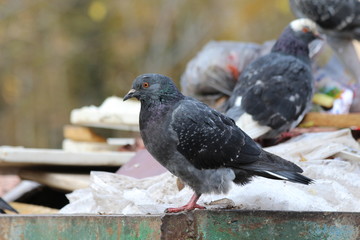 dove in garbage