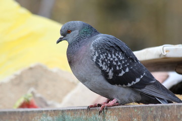 dove in garbage
