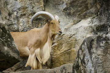 Image of a barbary sheep on nature background. Wildlife Animals. © yod67