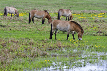 Przewalski-Pferde