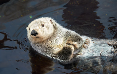 Fototapeta premium Kalan Sea otter in water