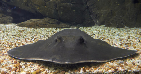 Ray fish © Serg Zastavkin