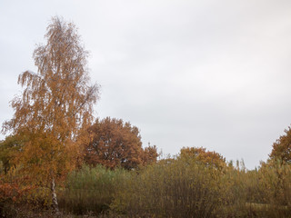 autumn red orange tree leaves brown autumn overcast moody sky background space country landscape