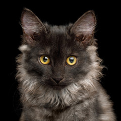 Portrait of brown Kitten with tortoise fur on isolated background, front view