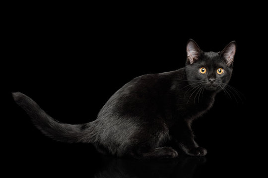 Black Kitten Sitting with shine fur on isolated background, side view