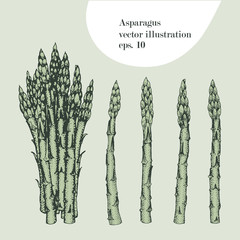 Asparagus hand drawn vector illustration. Isolated Vegetable engraved style object. Detailed vegetarian food drawing. Farm market product. Great for menu, label, icon