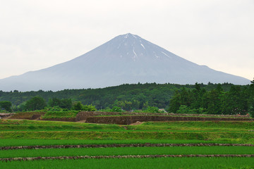 初夏の田んぼと富士山